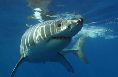 المغربي :قارب الصيادين غرق في العقبة بسسب الحوت البتان وليس القرش المفترس