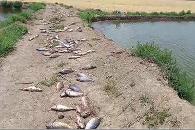 نفوق آلاف أسماك الكارب في وادي الأردن