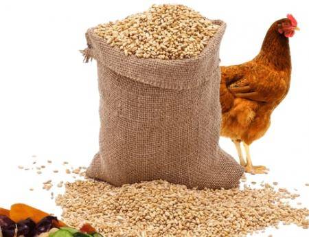 مطلوب شراء اعلاف طيور لوزارة الزراعة