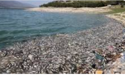 الزراعة: نفوق أسماك الكارب بسبب إصابتها بتعفن الخياشيم الفطري