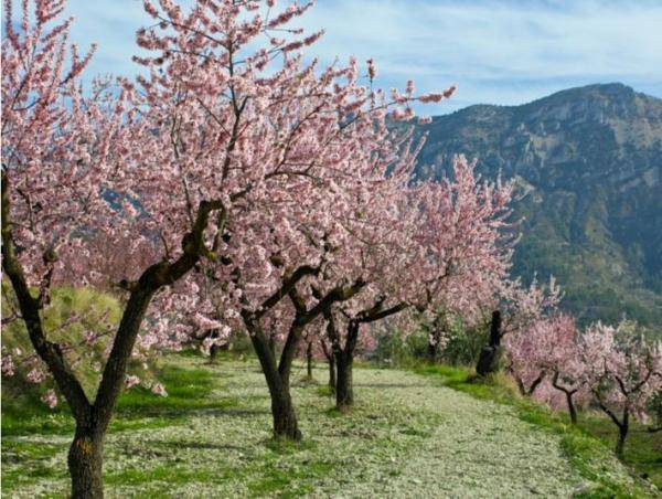 دورة تدريبية في اكثار اشجار اللوزيات بزراعة الكورة