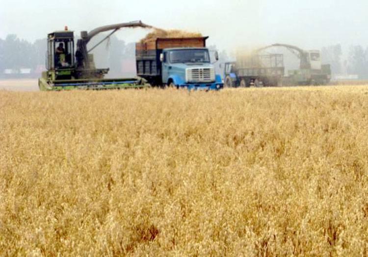 عطاءان لشراء 240 ألف طن قمح وشعير