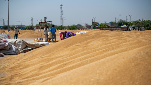 موسم أليم للمزارعين في الهند بعد قرار الدولة حظر تصدير القمح