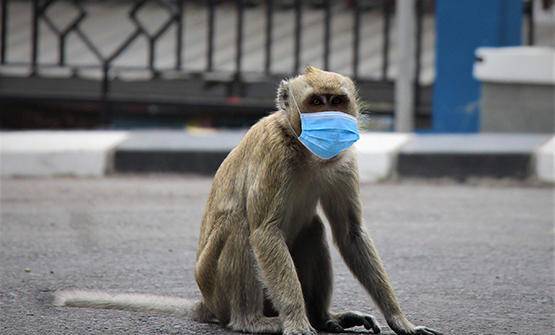 متعافو جدري البشر.. هل لديهم حصانة ضد فيروس القرود؟