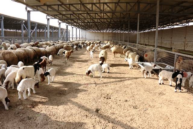 الرمثا.. إزالة الحظائر داخل الأحياء السكنية