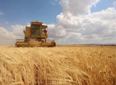 المفرق.. 160 ألف دونم مزروعة بالشعير والقمح
