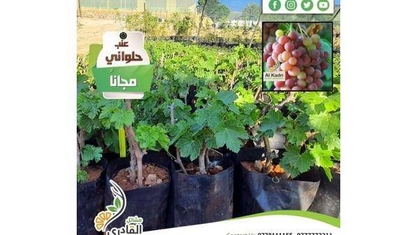 (نزرع معاً يداً بيد) حملة لتوزيع اشتال العنب مجانا في جرش