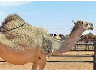 زراعة المفرق تشخص سبب نفوق الابل وتعالج بعضها