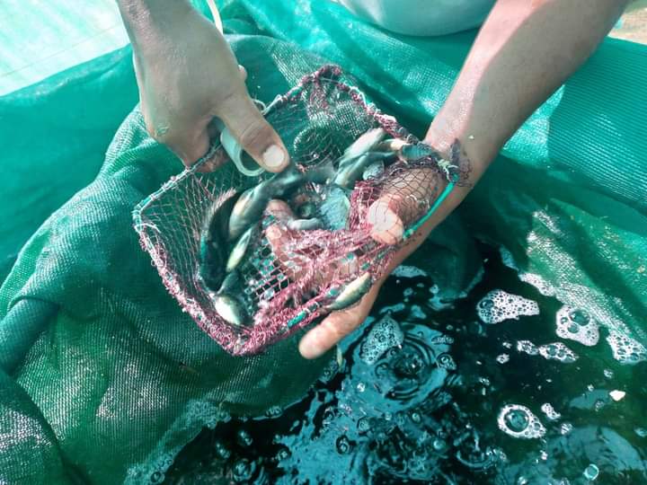 البحوث الزراعية يعزز الاستزراع السمكي في جامعة الإسراء