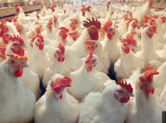 حملة شعبية لمقاطعة الدجاج دون تبنٍّ.. والرهان على المستقبل