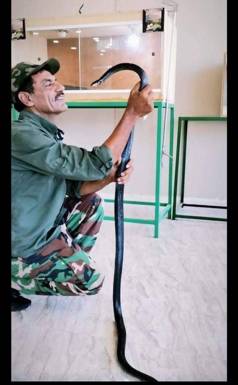 ياسين الصقور يروي  تفاصيل عشقه لعالم الأفاعي (صور)