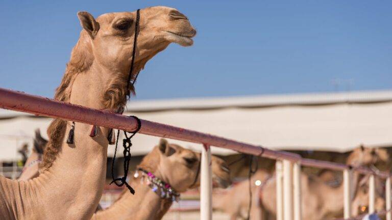 الكشف عن مرض تسبب بنفوق الإبل في المفرق