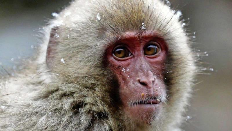 منظمة الصحة: عشرات الإصابات بجدري القردة وانتشار في 19 دولة