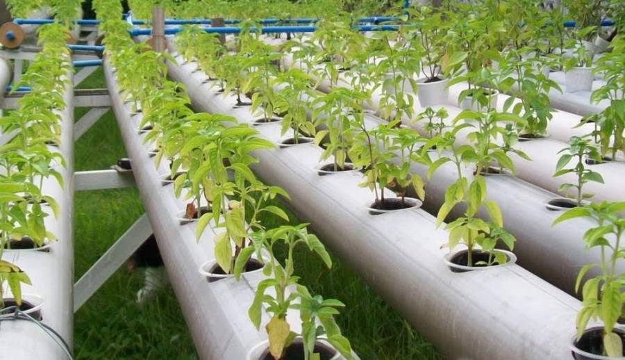 الكويت.. لجنة للأمن الغذائي وخطط عاجلة لتوسيع الزراعة