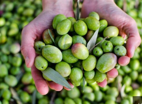 العمري: تقلبات غير مسبوقة في الطقس وتوقعات بزيادة إنتاج الزيتون