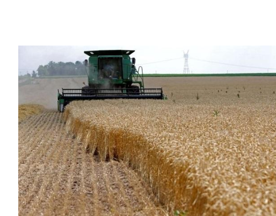 بريطانيا تدعو روسيا للسماح بتصدير الحبوب من أوكرانيا