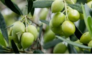 دعوة مزارعي الزيتون للري التكميلي خلال أيار