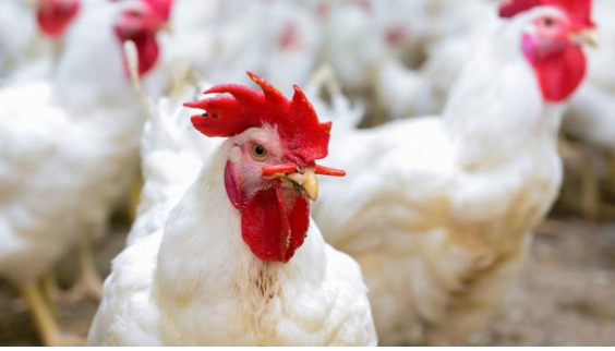 الاردن : مقاطعة الدجاج .. باقية وتتمدد