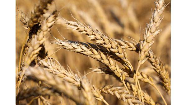 الحنيفات: الحكومة بصدد رفع مخزون القمح ليكفي 15 شهراً