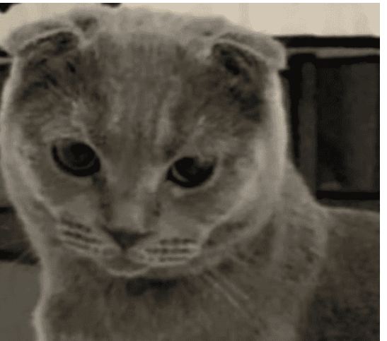 35 ألف ريال لمن يجد قطة مدللة مفقودة في الدوحة