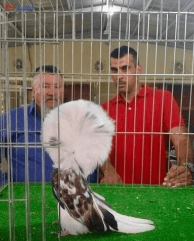 بيع ملكة جمال الحَمام في السعودية بـ 15 ألف دولار أميركي !