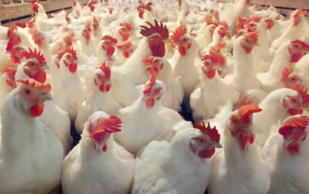 أسعار الدجاج في الأردن من الأغلى عربيا