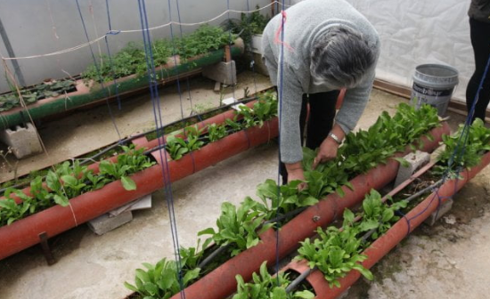 دعوات لزراعة سطوح المنازل بالبصل والثوم والبندورة وغيرها