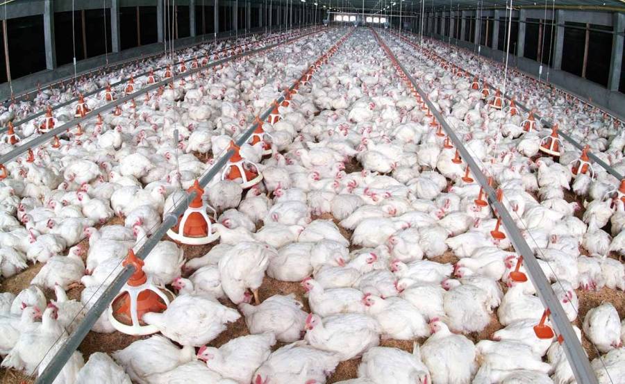 اتحاد الدواجن: الأسعار لم ترتفع والمقاطعة أثرت بشكل كبير على اصحاب المزارع