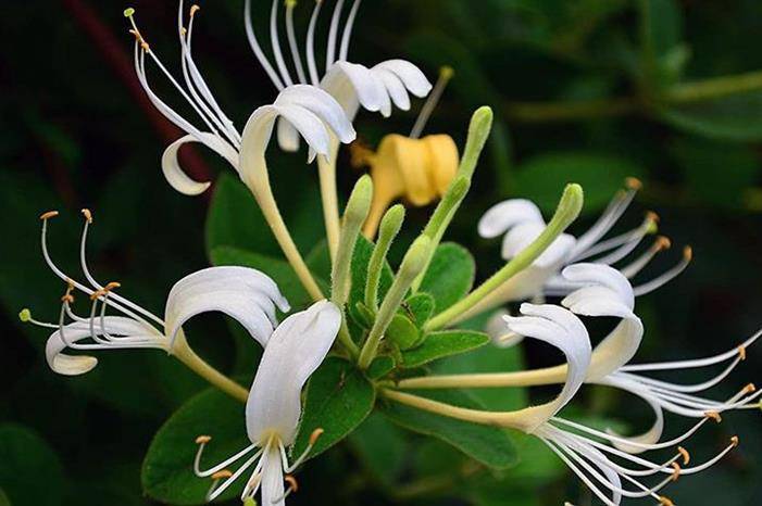 الصين : الاحتباس الحراري العالمي يؤدي إلى قصر في اعمار الازهار