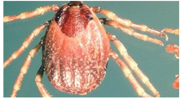 قلق من تفشي حمّى القراد في العراق