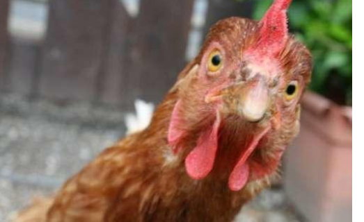 الاحزاب الاردنية صامتة في معركة مقاطعة الدجاج