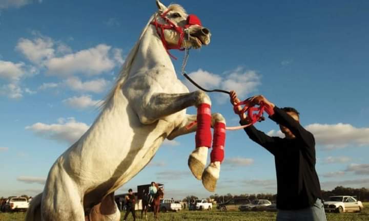 تربية الخيول مصدر فخر في ليبيا