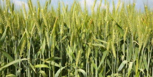 توافق أردني مصري إماراتي على زراعة القمح والشعير