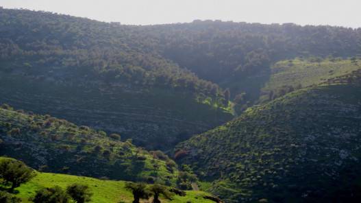 أجواء معتدلة الحرارة في المرتفعات وحارة في الأغوار والعقبة