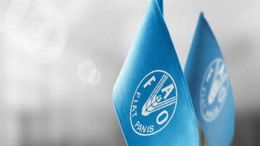 الفاو: تراجع أسعار الغذاء العالمية في أيار وارتفاع الحبوب واللحوم