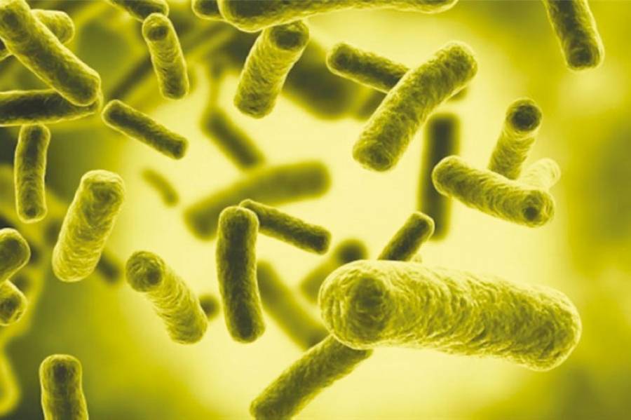 بكتيريا (إي كولاي) سبب تسمم 35 شخصا بجرش