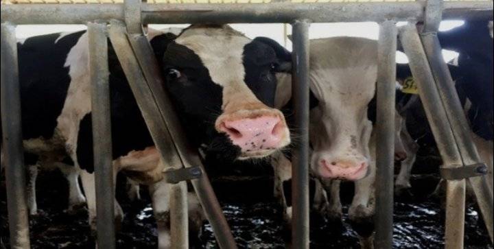 زراعة المفرق تتلف الأبقار النافقة