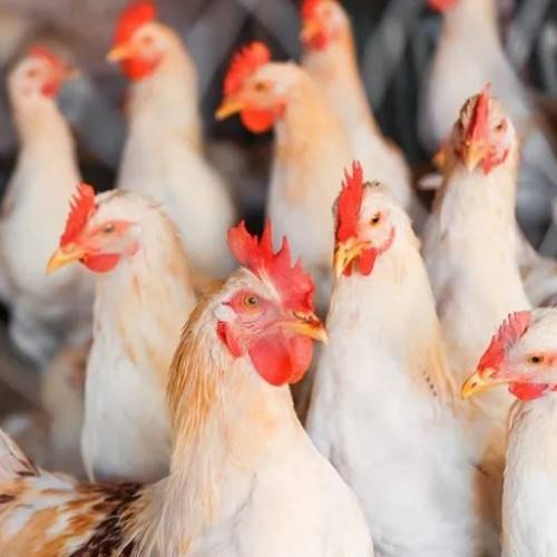 عبيدات يضع شرطا واحد لوقف حملة مقاطعة الدجاج