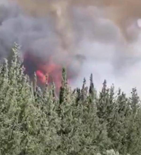 حريق كبير يأتي على اشجار وأعشاب قرب دوار الكمالية