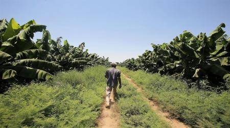 رؤية التحديث الاقتصادي تقترح تأسيس مركز وطني لأبحاث الأمن الغذائي