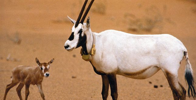 بعد غياب لـ90 عامًا عن بيئته الطبيعية.. أول مولود للمها العربي يبصر النور بالسعودية