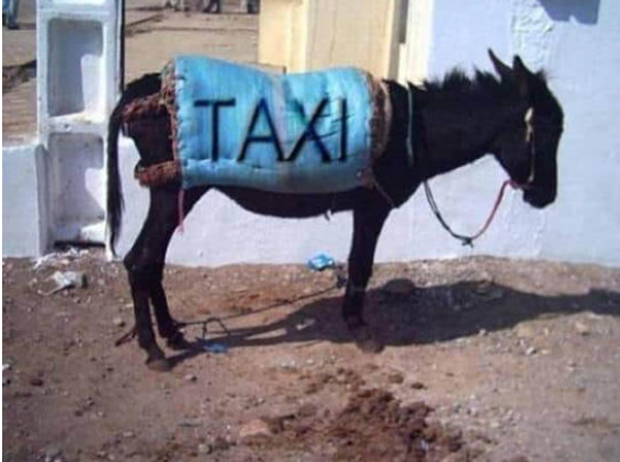 نائب اردني يطالب الحكومة بفتح استيراد الحمير للتنقل