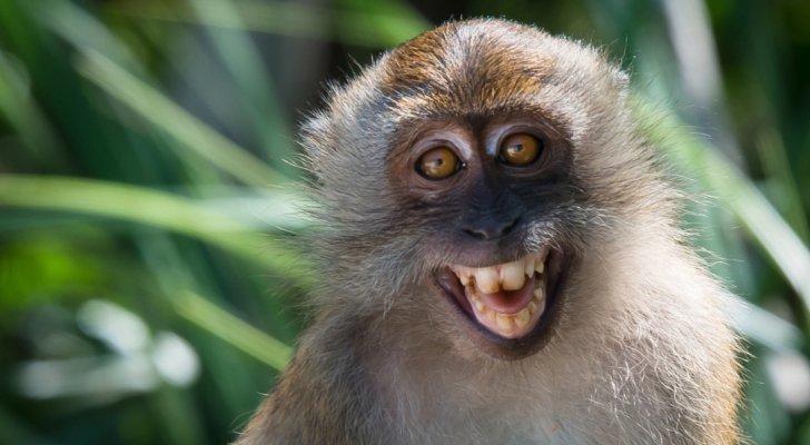 الصحة العالمية: تسجيل أكثر من 1000 حالة بجدري القرود