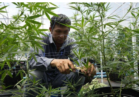 تايلاند تسمح بزراعة وحيازة (الحشيش)