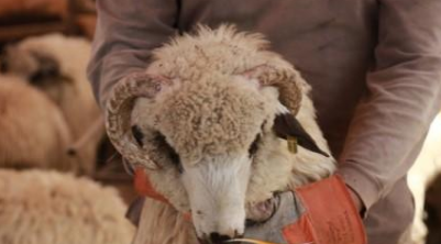 تعرفوا على أسعار الأضاحي بالأردن