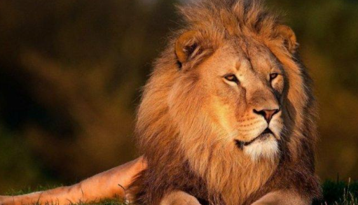 أميركا.. أسد يتجوّل في مدرسة ثانوية