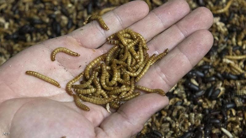 سعودي يجمع مليون دودة..إليك السبب