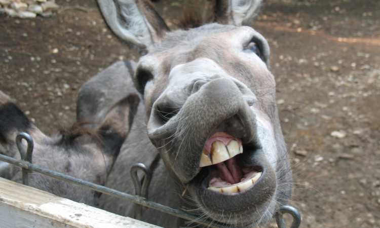 قوات الاحتلال تعتقل حمارا بالقدس  صورة