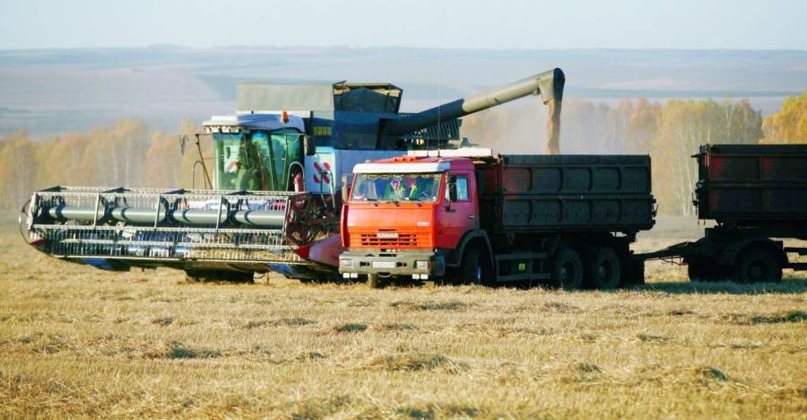 أسعار القمح ترتفع 35  في أحدث صفقة شراء للأردن