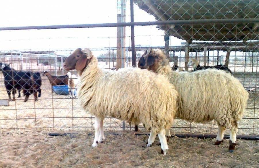 150  200 دينار سعر الأضحية في الأردن ومرشحة للارتفاع 10 